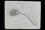 Crinoid (Cyathocrinites) Fossil - Crawfordsville, Indiana #87980-2